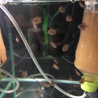 ディスカス稚魚