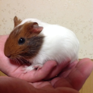 赤ちゃんモルモット3