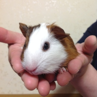 赤ちゃんモルモット1