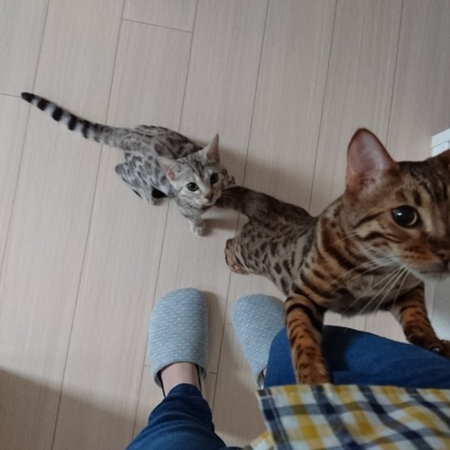 おりぃぶ猫のカバー写真