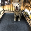 キジトラの子猫の里親さん募集です。