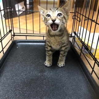 キジトラの子猫の里親さん募集です。