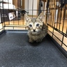 キジトラの子猫の里親さん募集です。 サムネイル2