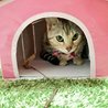 ねこのきもち6月付録