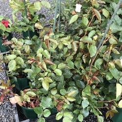 「里親さん大募集！」サムネイル1