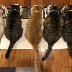 「里親さん大募集！」サムネイル2