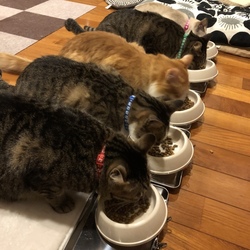 「里親さん大募集！」サムネイル3