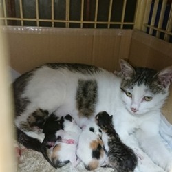 狛江　猫の譲渡会 サムネイル2