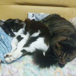 狛江　猫の譲渡会 サムネイル3