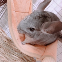 あすぱら