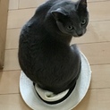 ロシアンブルー  里親募集