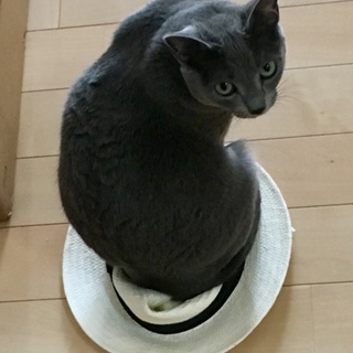 ロシアンブルー  里親募集