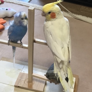 羽衣セキセイ小ぶりな男の子