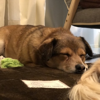 ジンジャーちゃん里親募集！