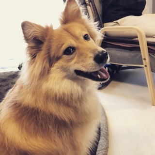 フワモコなメリルさん！ お庭も室内も大好き！