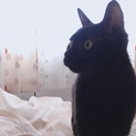 【黒猫♀1歳】ものすごくおとなしいけど甘えん坊です