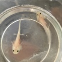 ウーパールーパーの赤ちゃん あと２匹！