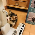 生後1ヶ月の仔猫ちゃん  里親募集！