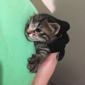 【一時中止】生後1ヶ月仔猫の里親さん募集します