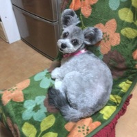 モカ