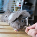 ペルビアンモルモット雌の里親募集です