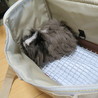 ペルビアンモルモット雌の里親募集です サムネイル2