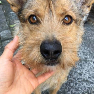 里親様決定しました❤️ありがとうございます❗️