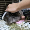 ペルビアンモルモット雌の里親募集です サムネイル4