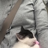 コロちけ