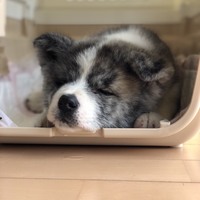 むぎ