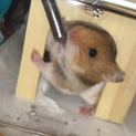 生後2ヶ月 ゴールデンハムスター雌