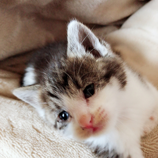 おっとり仔猫♀