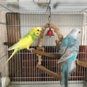黄色いセキセイインコ里親募集 決まりました。