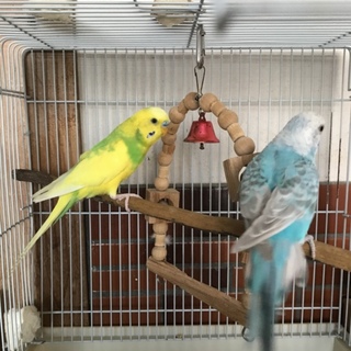 黄色いセキセイインコ里親募集 決まりました。