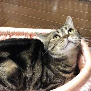 アメリカンショートヘア  チャンピオン 成猫雌