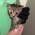 【一時中止】生後1ヶ月仔猫の里親募集します！
