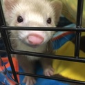 シナモンカラーの男の子