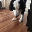 里親募集 バーニーズ1才