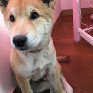 仔犬拾いました