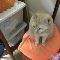 あずき