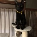 性格温厚な黒猫