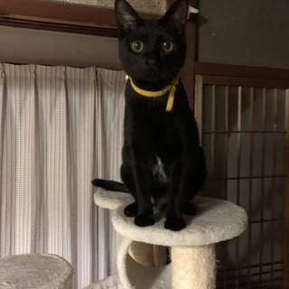 性格温厚な黒猫