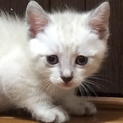 シャム系ブルーアイ子猫