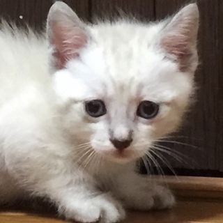 シャム系ブルーアイ子猫