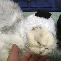 ましろ