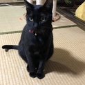 とっても大人しく臆病者な黒猫。
