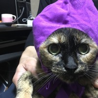 はな