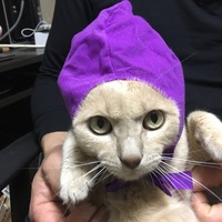 ちゃちゃ丸