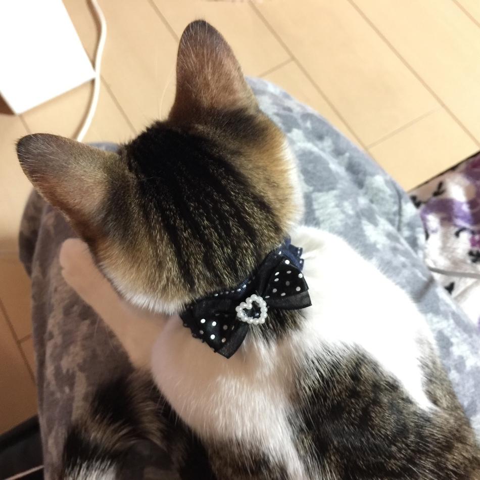 もものカバー写真