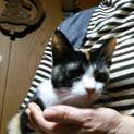 三毛猫ちゃん里親お願いします